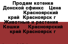 Продам котенка Донской сфинкс › Цена ­ 3 000 - Красноярский край, Красноярск г. Животные и растения » Кошки   . Красноярский край,Красноярск г.